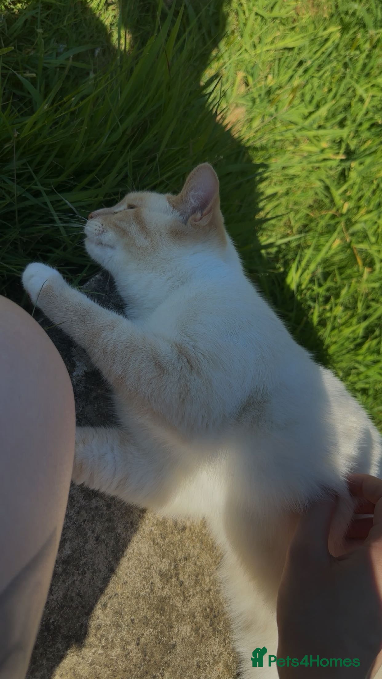 Mixed Breed cats Female cat for sale  - Advert 16