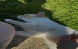 Mixed Breed cats for sale: Mother and kitten for sale  - Advert 1