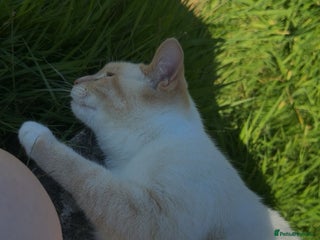 Mixed Breed cats Mother and kitten for sale - Advert 1