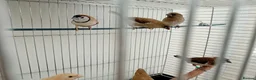 Finches birds for sale: Fawn Owl finch cock in Enfield - Advert 4