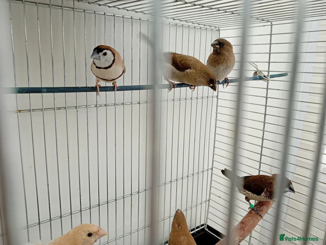 Finches birds for sale: Fawn Owl finch cock in Enfield - Advert 4