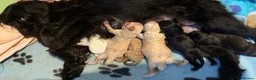 Mixed Breed dogs for sale: 6 Beautiful Puppies Ready Now! in Corby - Advert 8