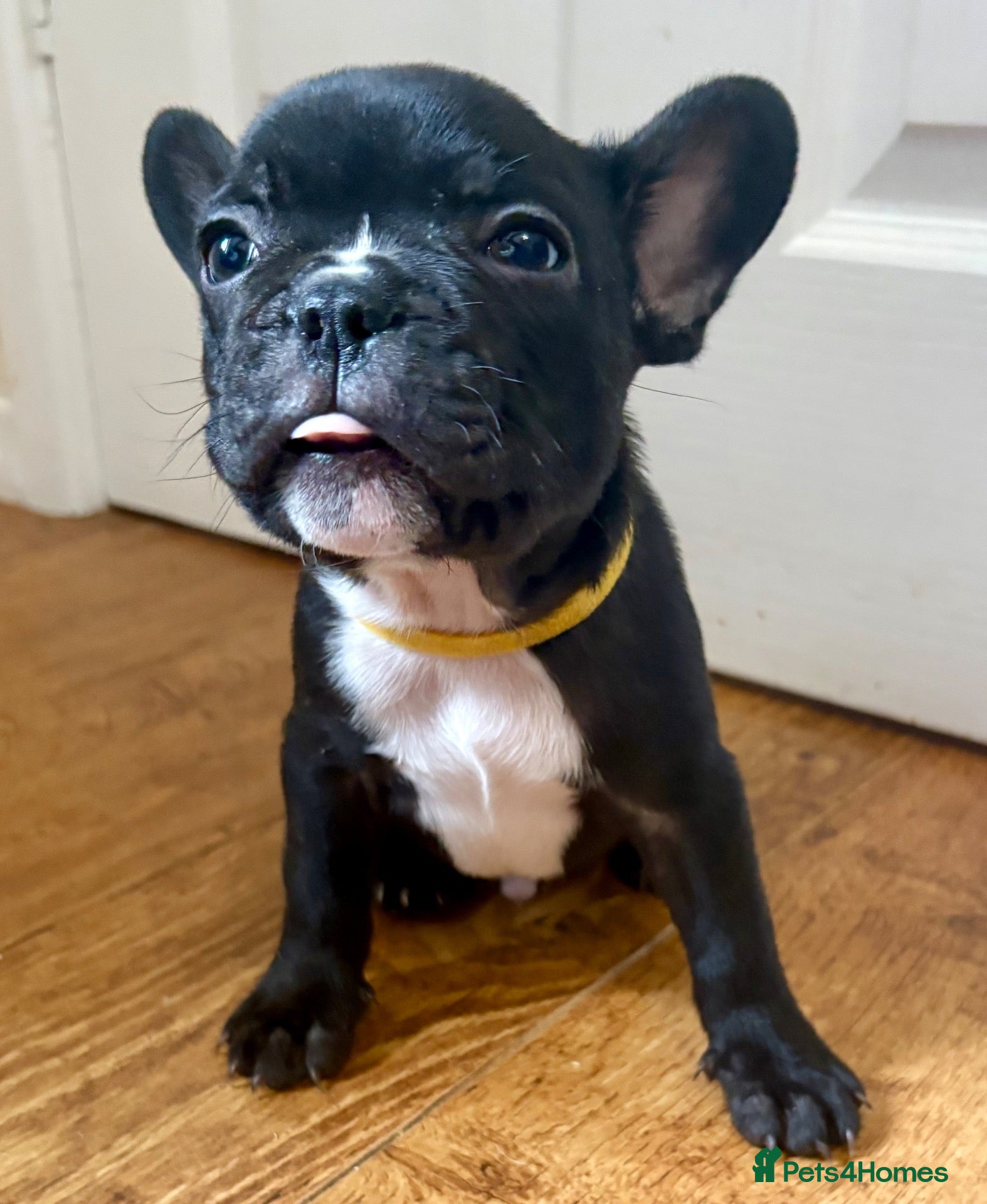 French Bulldog dogs Last male French Bulldog Puppy  - Advert 2