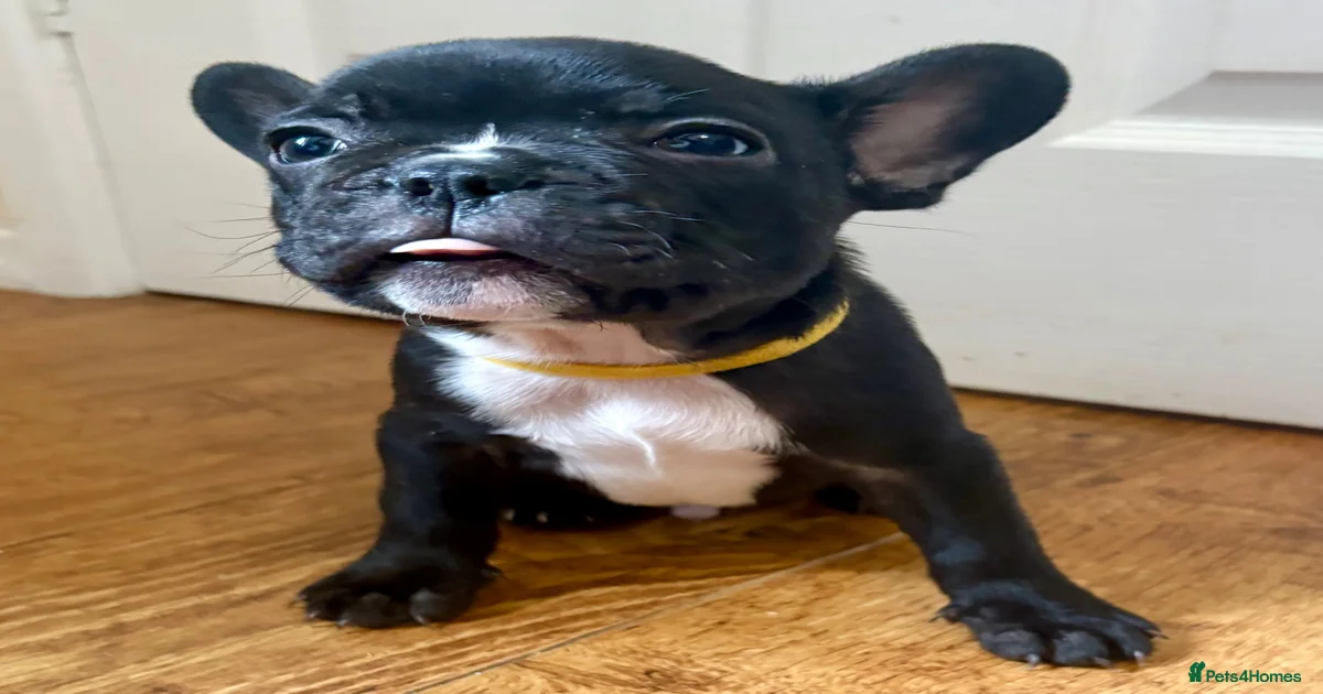Frenchi Puppies for sale | Pets4Homes