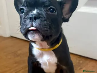 French Bulldog dogs Last male French Bulldog Puppy - Advert 4