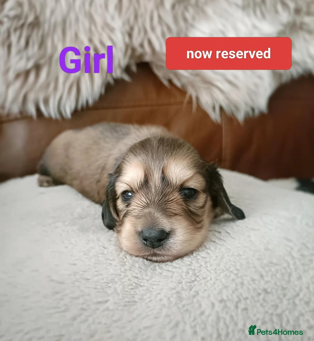 Miniature Dachshund dogs for sale: Quality home reared to make perfect pets - Advert 10