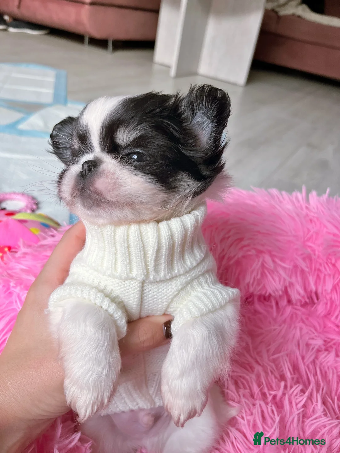 Chihuahua dogs for sale: Long Coat Chihuahua Boys Outstanding Quality ⭐️ - Advert 26