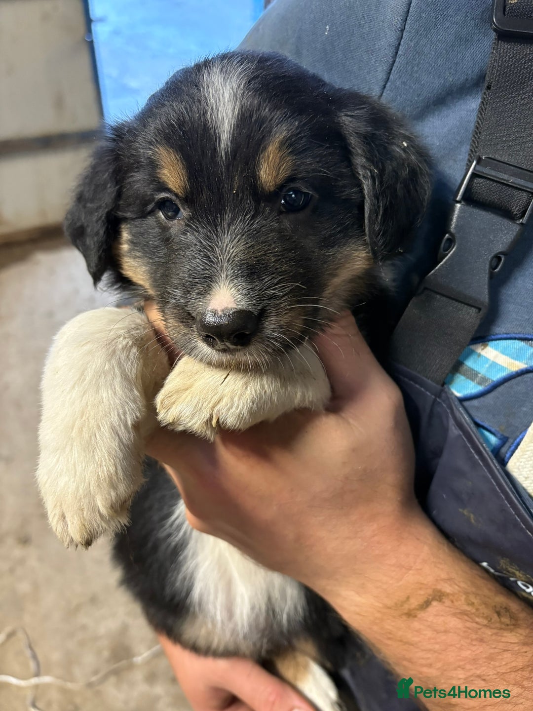 Border Collie dogs for sale: 🐾 Beautiful Collie Puppies 🐾 - Image 2