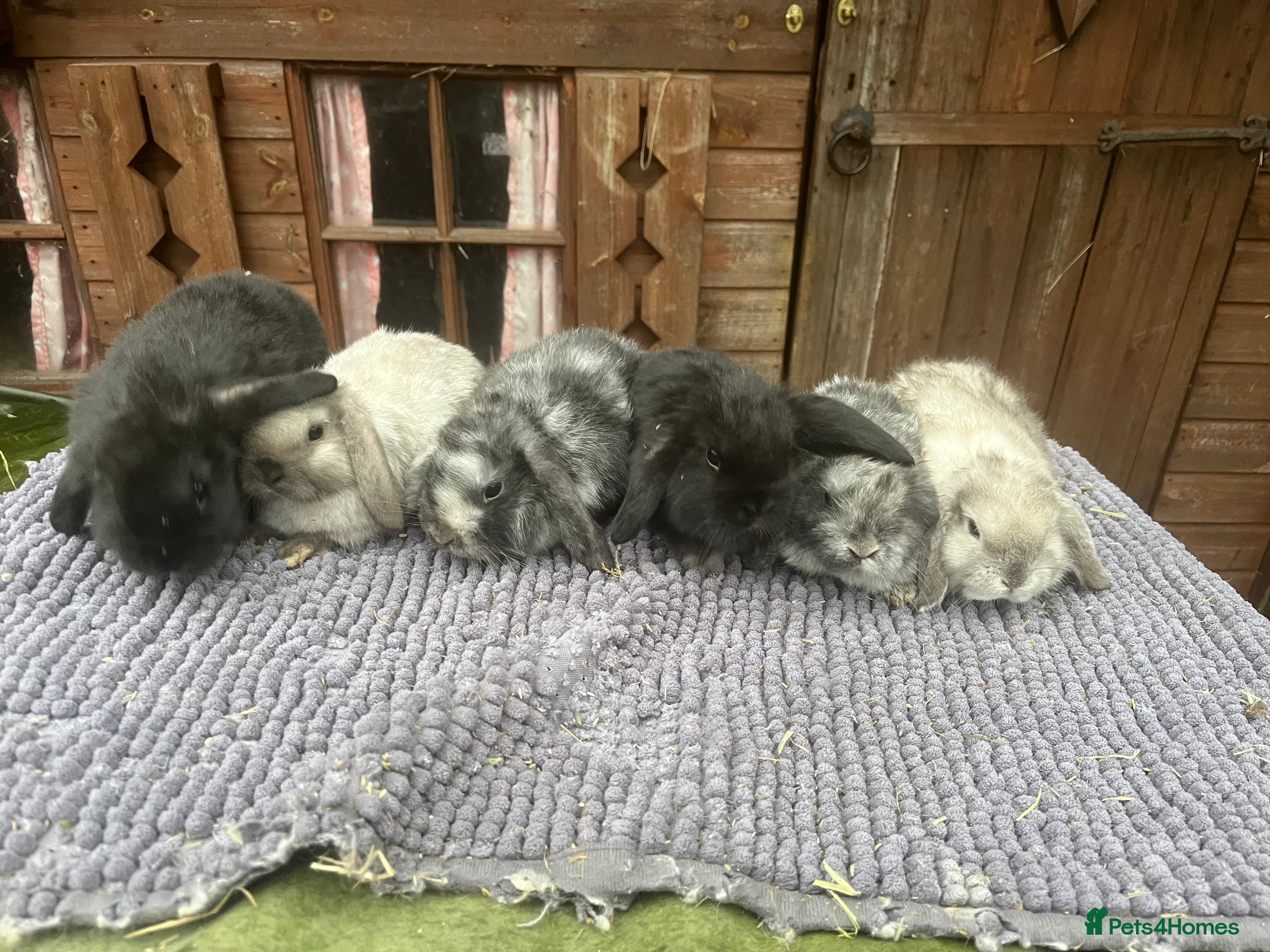 Mini Lop rabbits *5 left* - Advert 17