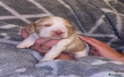 Cocker Spaniel dogs for sale: Cocker spaniel pups - Image 3