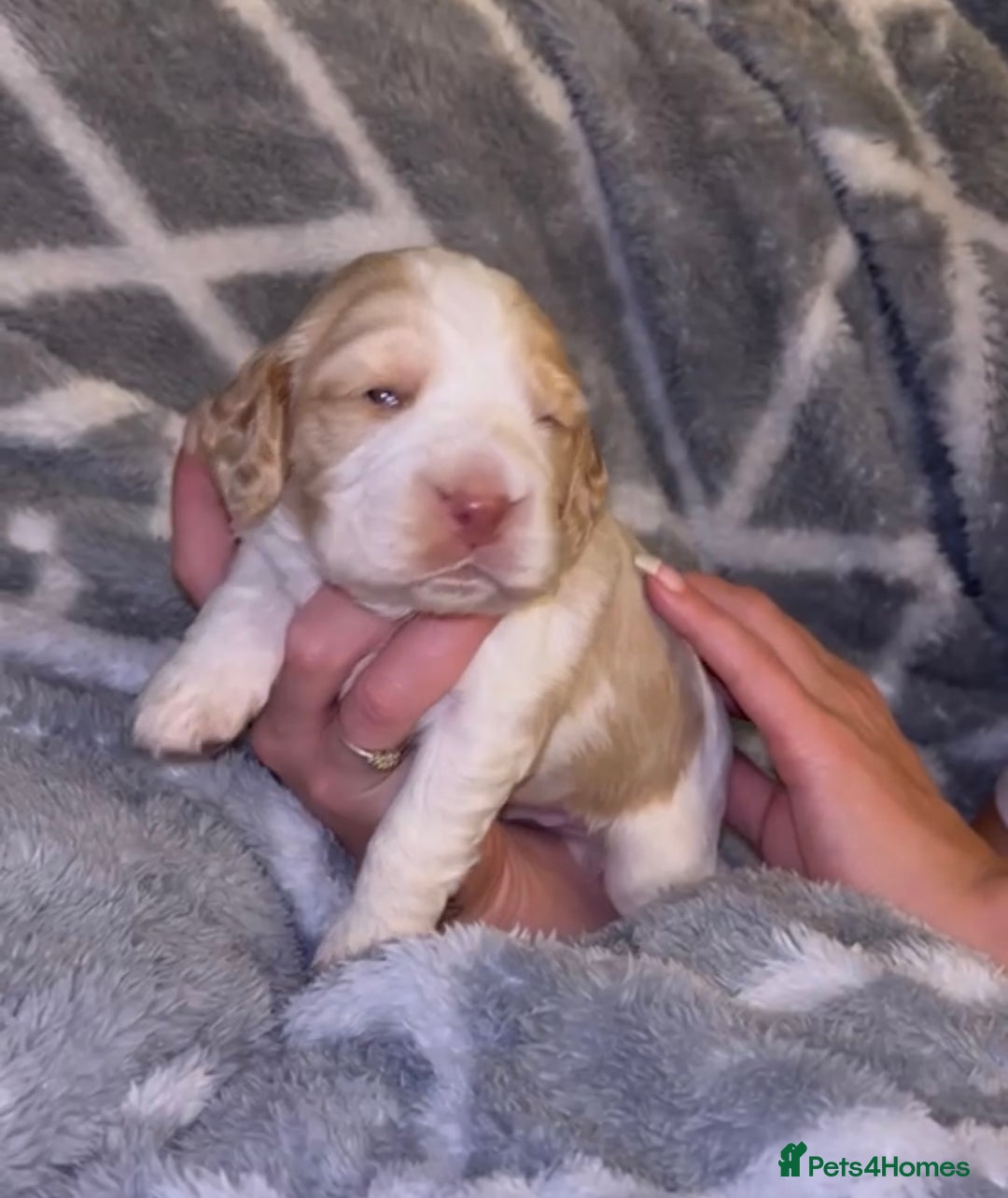 Cocker Spaniel dogs for sale: Cocker spaniel pups - Image 3