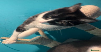 Mixed Breed cats - Advert 12