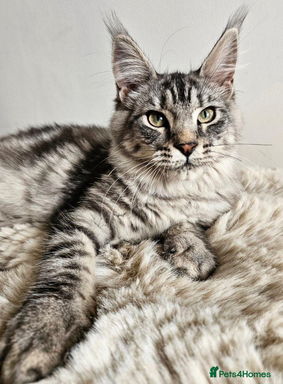 Maine Coon cats Beautiful Maine Coon kittens  - Advert 1