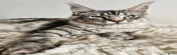 Maine Coon cats for sale: Beautiful Maine Coon kittens  - Advert 7