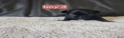 Chihuahua dogs for sale: 5 chiuaua baby boys - Advert 27
