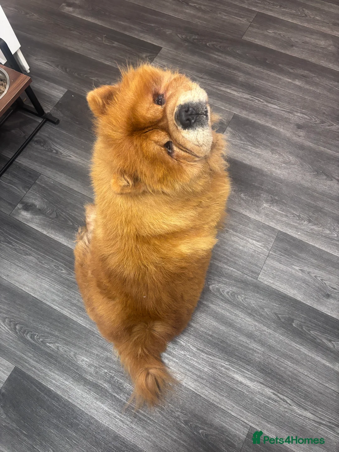 Chow Chow dogs for sale: Red Chow Chow Female - Advert 4