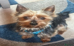 Chorkie dogs for sale: Chihuahua/yourkshire terrier pups - Image 8