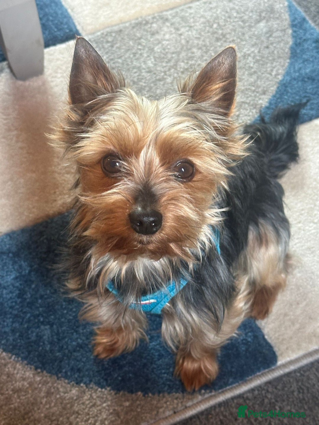 Chorkie dogs for sale: Chihuahua/yourkshire terrier pups - Image 8