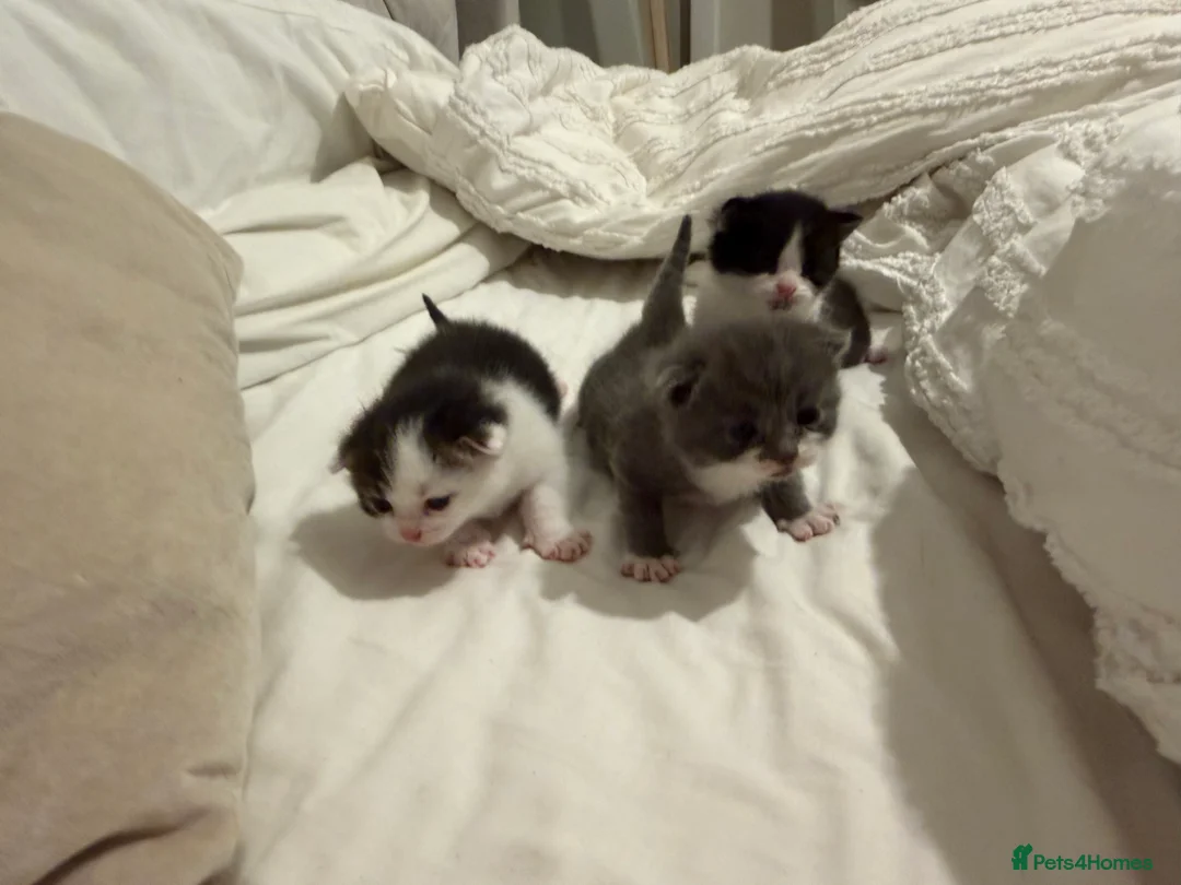 Mixed Breed cats for sale: Three mix British short hair / American short hair - Advert 2