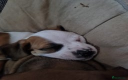 Mixed Breed dogs for sale: Pug Staffie Cross Cocker Puppies - Image 1