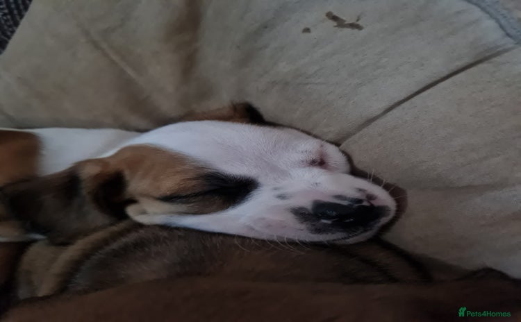 Mixed Breed dogs - Advert 1