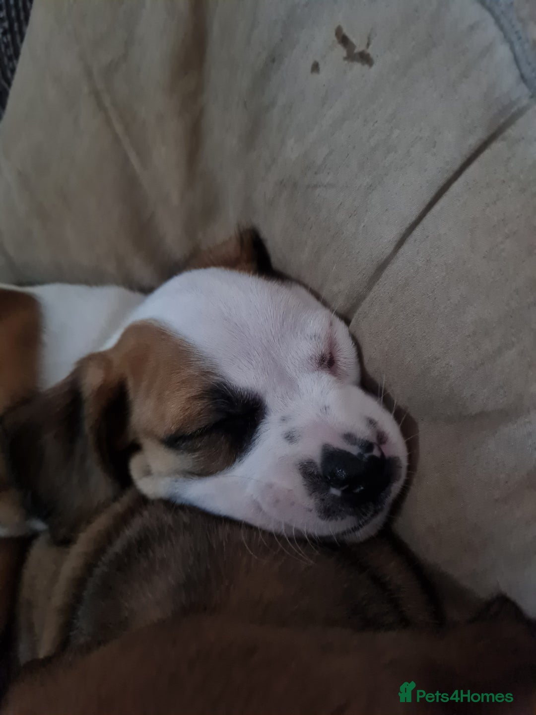 Mixed Breed dogs for sale: Pug Staffie Cross Cocker Puppies - Image 1