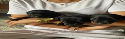 Dachshund dogs for sale: 3 dachshund puppies  - Advert 2