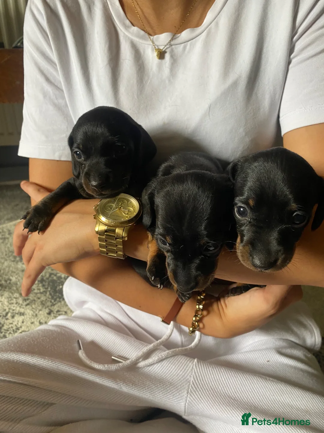 Dachshund dogs for sale: 3 dachshund puppies  - Advert 2