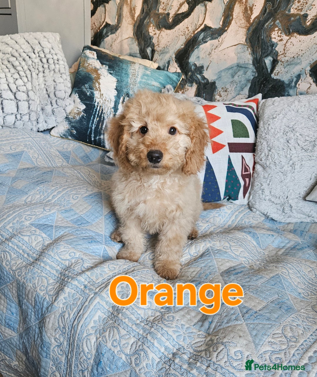 Cockapoo dogs for sale: Cockapoo - Advert 12