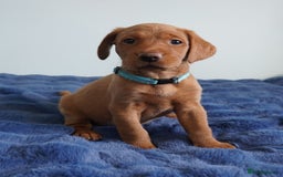 Labrador Retriever dogs for sale: Stunning KC Fox Red & Yellow Labrador Puppies - Image 2