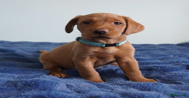 Labrador Retriever dogs - Advert 4