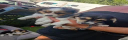 Mixed Breed dogs for sale: Jack achi poo puppy's for sale in Baldock - Advert 5