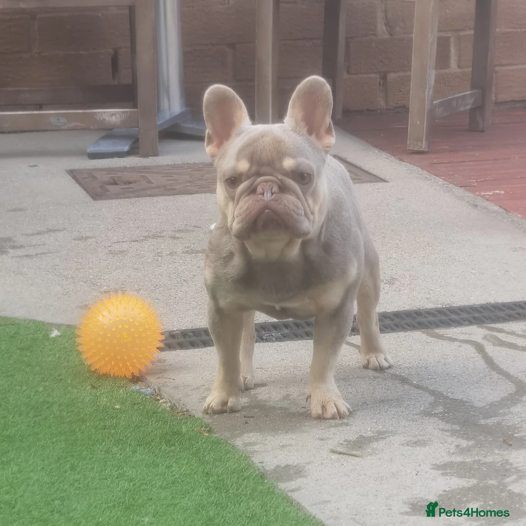 French Bulldog dogs for stud: Tiny 8kg Isabella and tan quad  - Advert 5