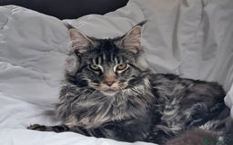 Maine Coon cats for stud: Large tica reg boy - Image 1