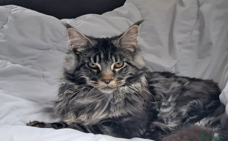Maine Coon cats - Advert 3