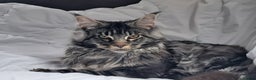Maine Coon cats for stud: Large tica reg boy - Advert 1