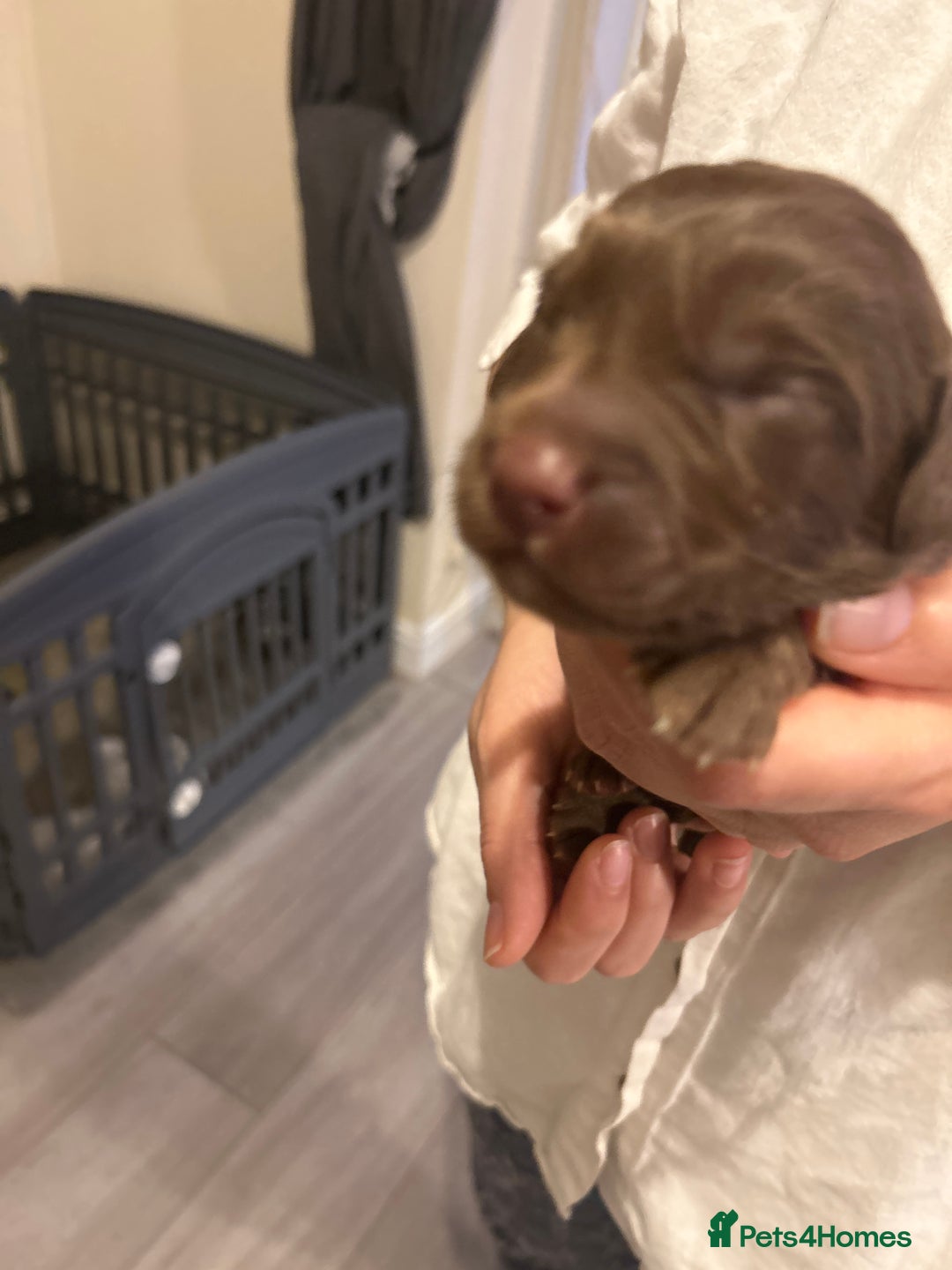 Labradoodle dogs for sale: 7 beautiful Labradoodle puppies available  - Image 18