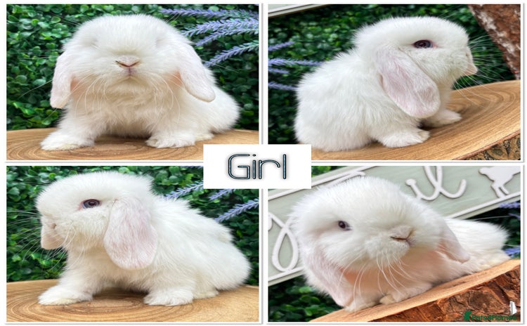 Mini Lop rabbits - Advert 8