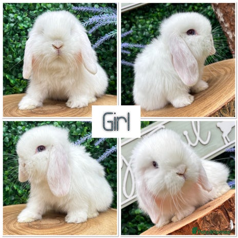 Mini Lop rabbits - Advert 12