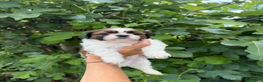 Shih Tzu 1