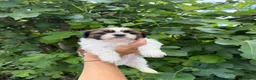 Shih Tzu dogs for sale: Pure-bred Shih tzu pups in Sutton - Advert 2