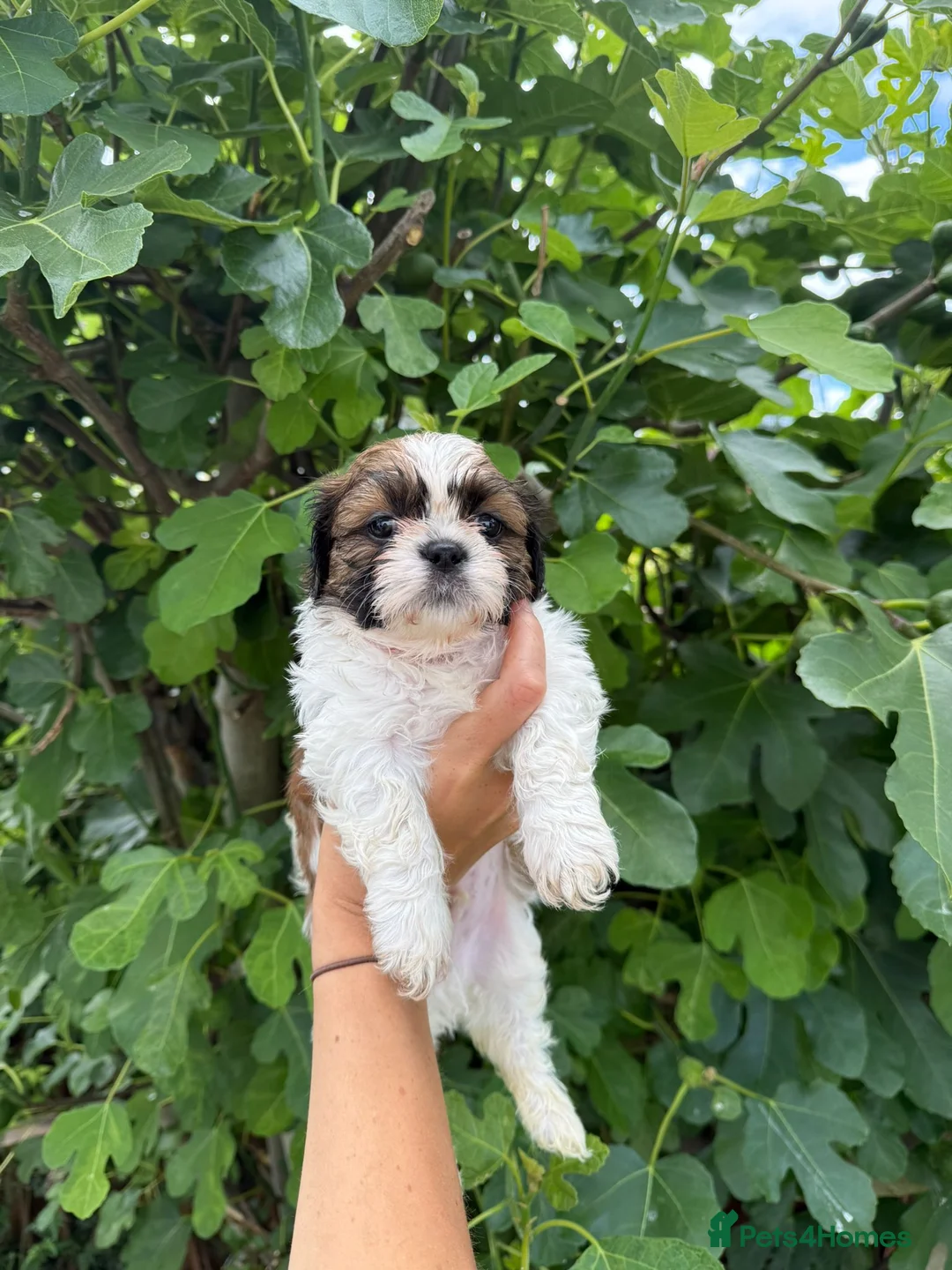 Shih Tzu dogs for sale: Pure-bred Shih tzu pups in Sutton - Advert 2