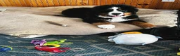 Bernese Mountain Dog dogs for sale: Last puppy in the litter  - Advert 1