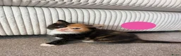 Mixed Breed cats for sale: Kittens for sale - Advert 3