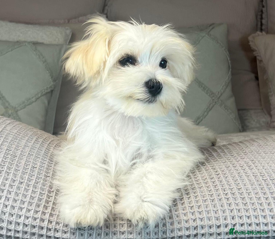 Maltese dogs for sale: Perfect, sweet, petite and handsome young man  - Image 7