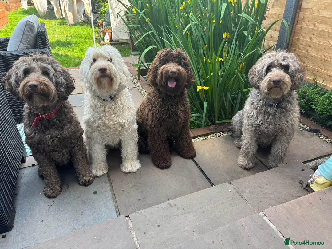 Labradoodle dogs for sale: Labradoodle 12th+ generation  - Image 21