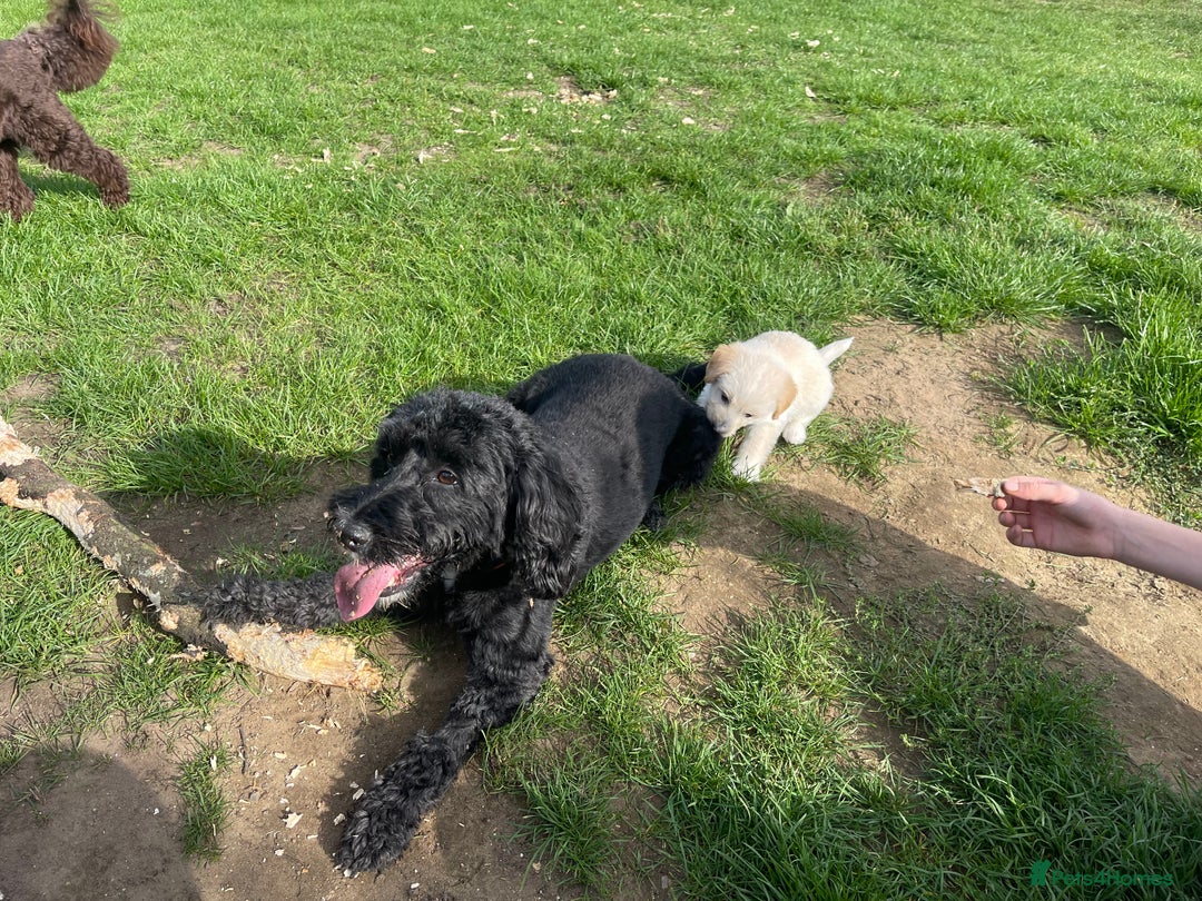 Mixed Breed dogs for sale: Lovely Cockapoo Huskie Cross Male Puppies - Advert 14