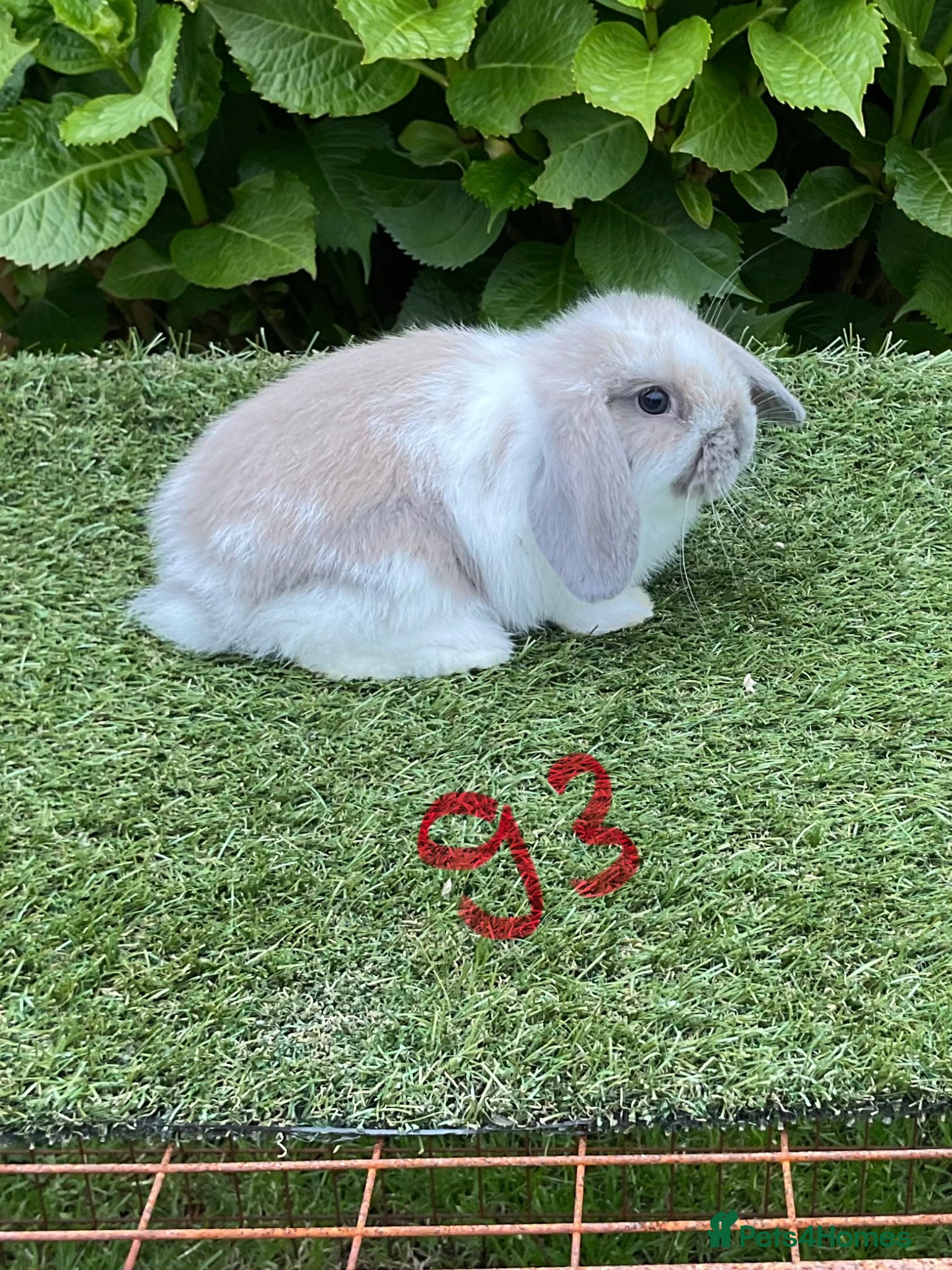Mini Lop rabbits Pure bred mini lop baby Rabbits. - Advert 1