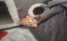 Mixed Breed cats for sale: Kittens ready for forever home - Image 13