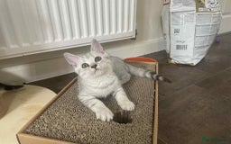 British Shorthair cats for sale: Silver spotted British Shorthair kittens  - Image 14